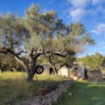 TIVISSA. OLIVE FINCA WITH BUILDINGS AND WATER - 58 000€  Ref: 110A/22