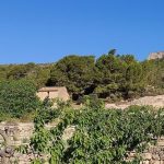 EL PINELL D'BRAI. IRRIGATED CHERRY FINCA WITH TRADITIONAL CASA - 30 000€  Ref: 118/23