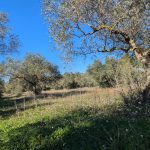 RASQUERA. BURGA VALLEY 1.2 HECTARE OLIVE FINCA WITH WATER - 16 000€  Ref: 151/25