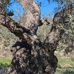 RASQUERA. 1.7 HECTARE OLIVE FINCA WITH STUNNING VIEWS & CENTENNIAL OLIVE TREES - 33 000€ Ref: 134/26